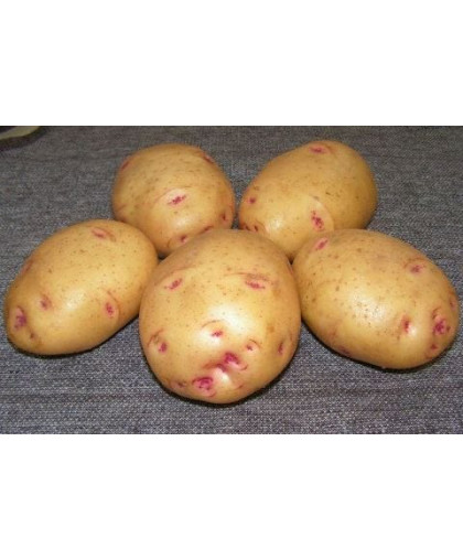 Картопля Пікассо 2,5 кг